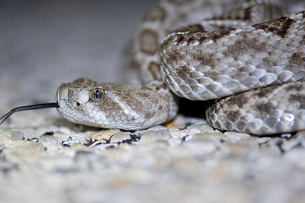 South Dakota&#8217;s 7 Most Common Snakes