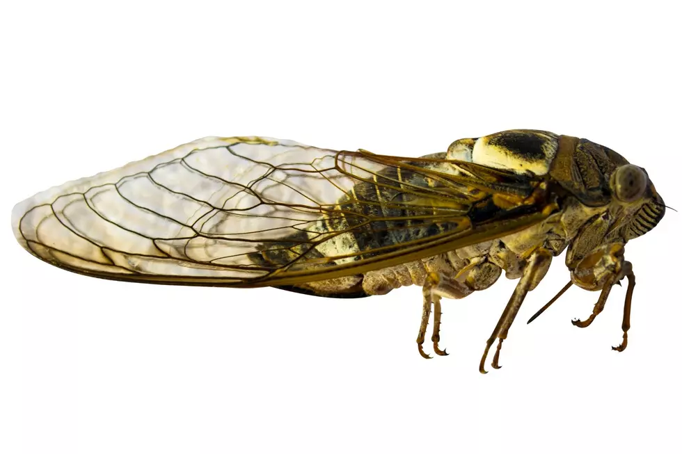 How To Eat Cicadas