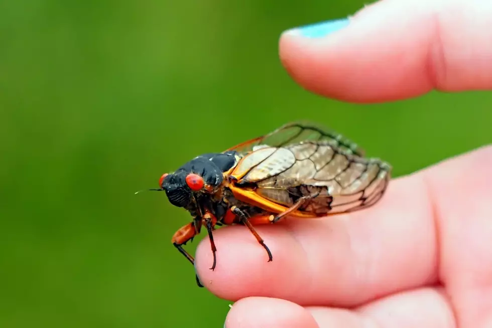 How To Eat Cicadas
