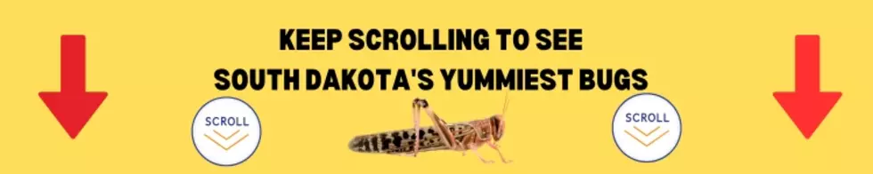 South Dakota's Yummiest Bugs