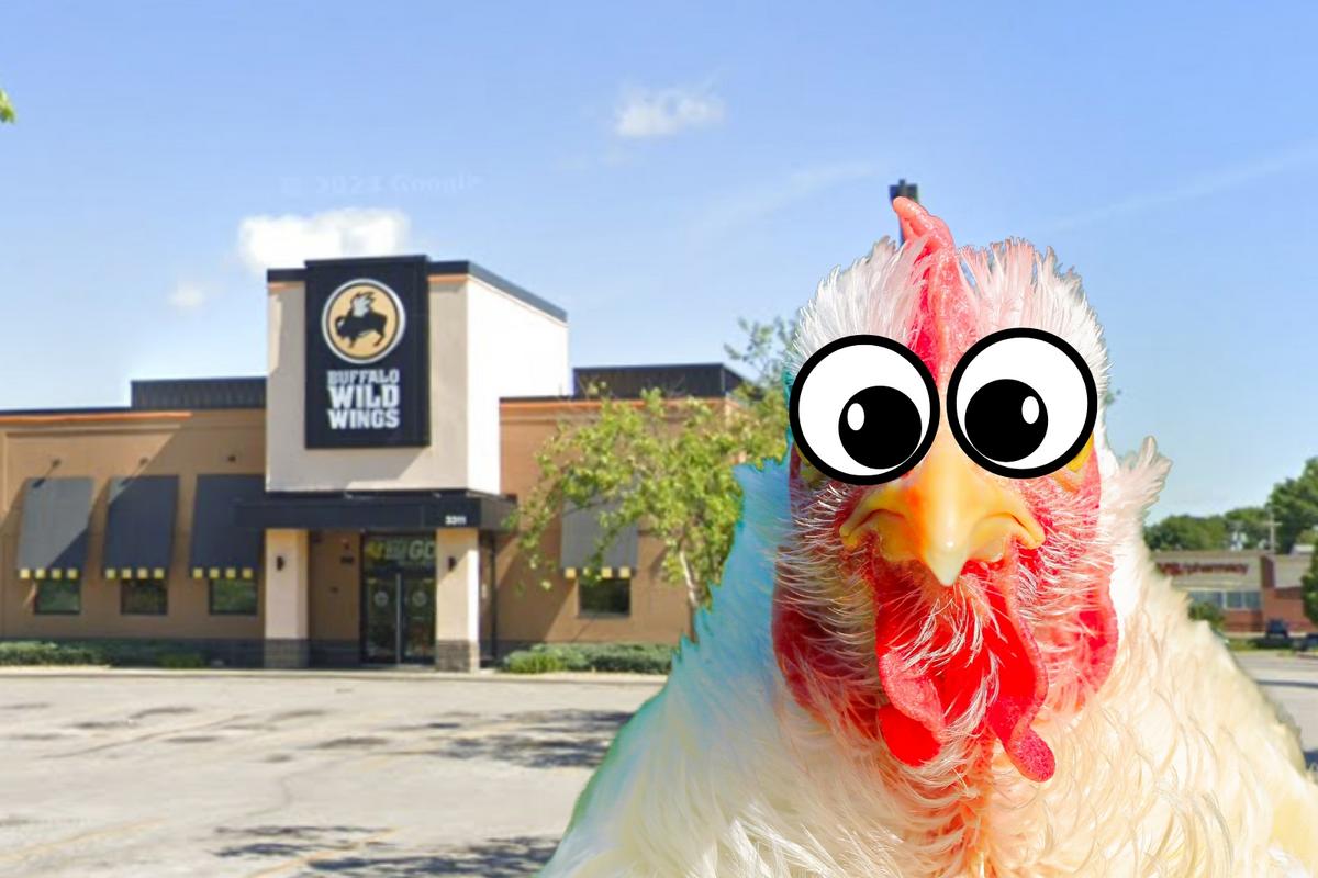 Lost Chicken Wanders Into Iowa Buffalo Wild Wings – Yes, Really