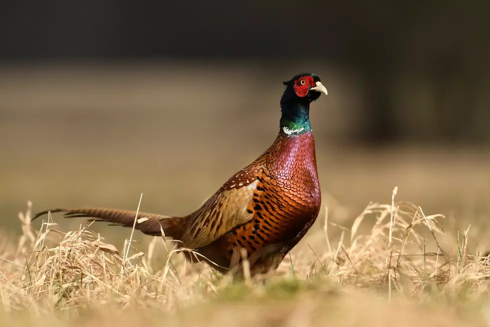 hunting season
