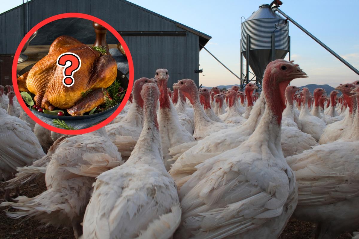 Could South Dakota Face a Thanksgiving Turkey Shortage This Year?
