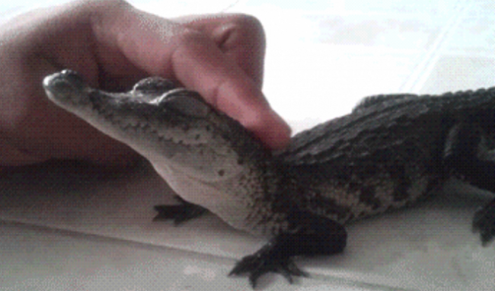 Alligator Found In Airport
