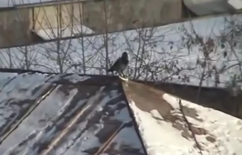 Bird Snowboards With Jar Lid [VIDEO]
