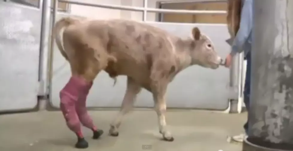 Calf Gets Prosthetic Legs [VIDEO]