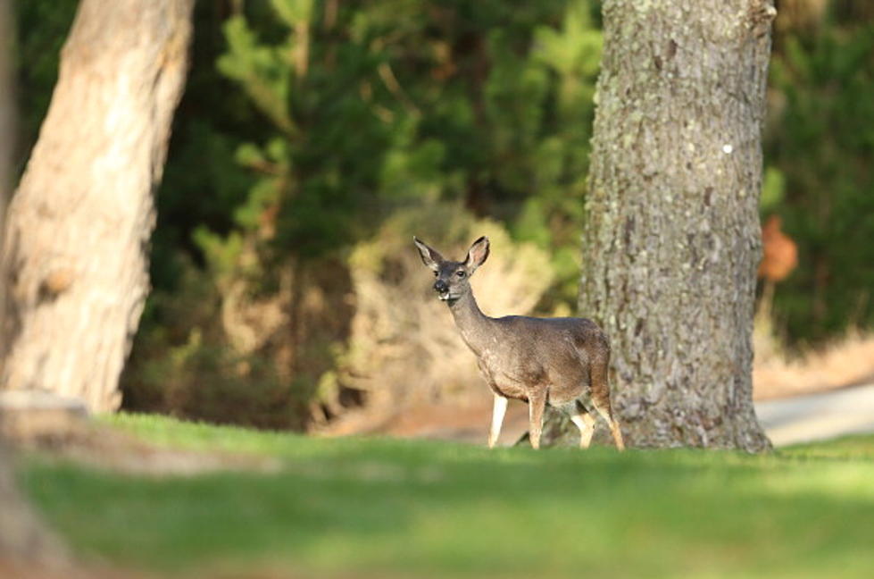 Deer Damage Prompts Hunting Question in Aberdeen