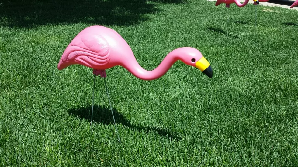Pink Flamingos Flock to Sioux Falls Neighborhood