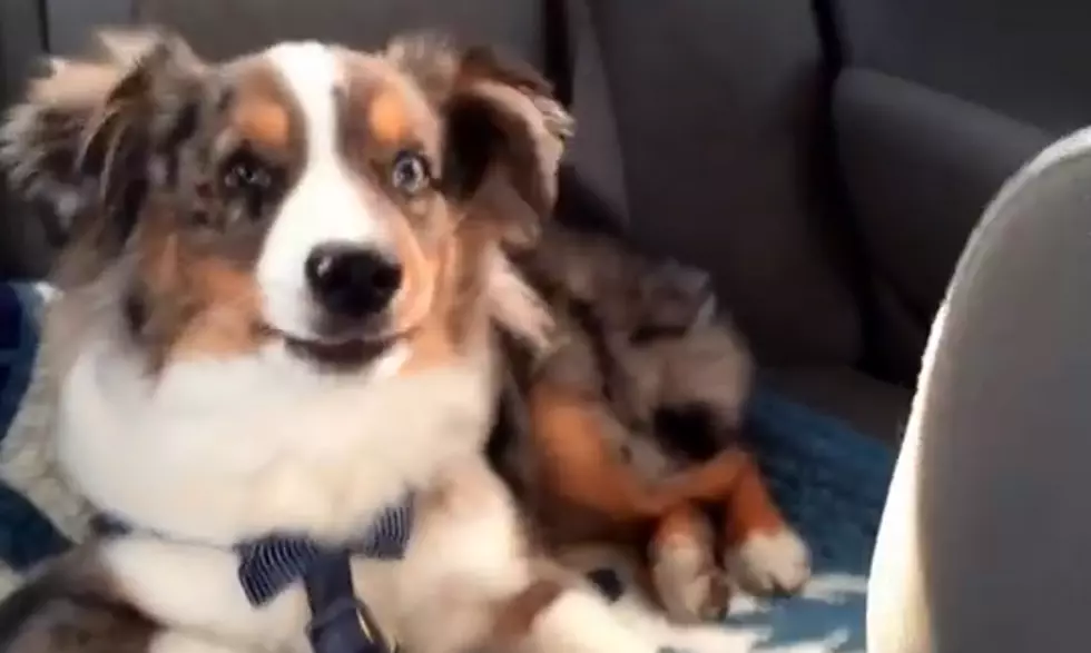 Even Dogs Are Getting into ‘Frozen’ – Watch This Cute Puppy Howl ‘Let it Go’