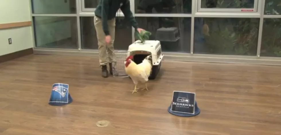 Direct from a Zoo in Des Moines, Rudy the Rooster Pecks His Way to a Super Bowl Champion