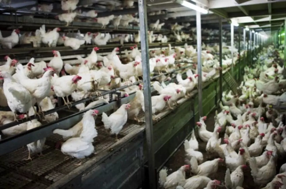 USDA Confirms Bird Flu Virus at Flandreau Farm Is H5N2