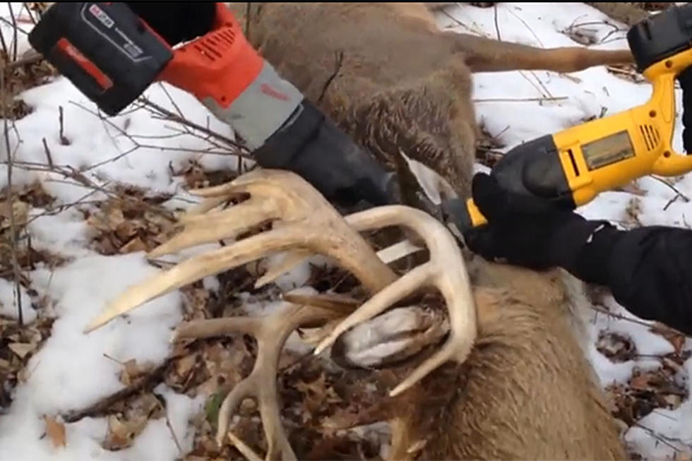 Stuck on You &#8211; Two Deer, One Dead, with Antlers Locked Caught on Video