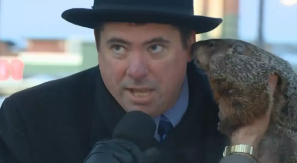 Groundhog Bites Wisconsin Mayor &#8211; Proving &#8216;Big Toothed Animal near Face&#8217; Is Bad Idea