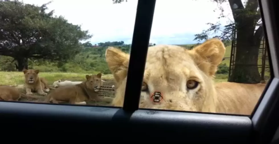 What Could Be a Case of Meals on Wheels Is Just a Curious Lioness Opening a Family&#8217;s Car Door