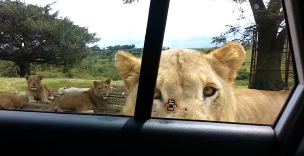 What Could Be a Case of Meals on Wheels Is Just a Curious Lioness Opening a Family’s Car Door