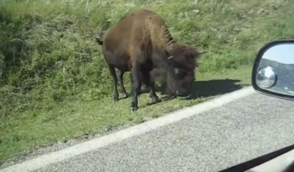 Just Because There Is a Buffalo at Your Window Doesn&#8217;t Mean You Should Feed It!