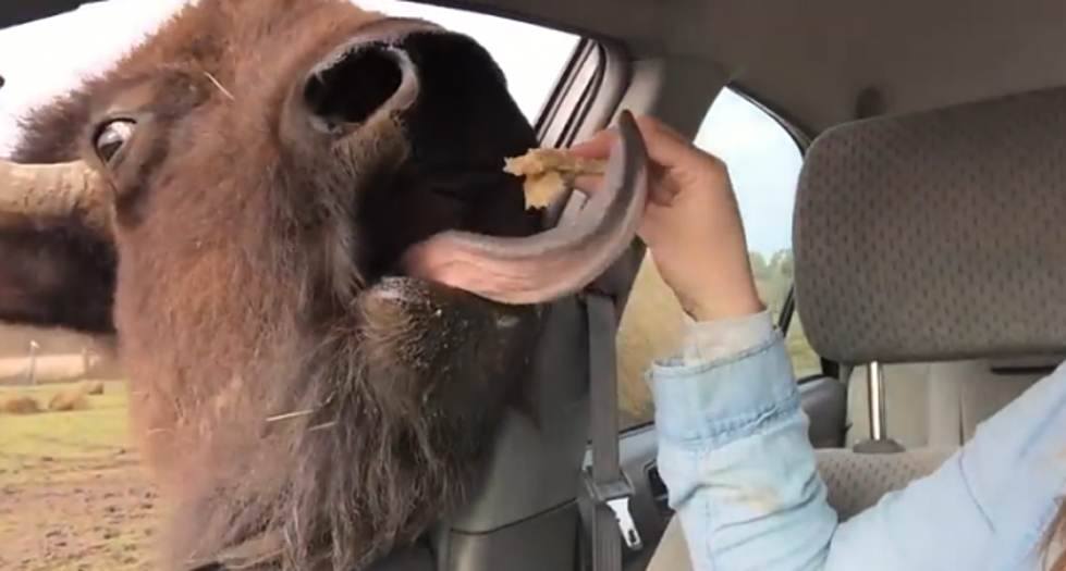 Just Because There Is a Buffalo at Your Window Doesn’t Mean You Should Feed It!