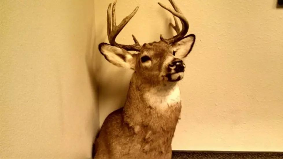 Want a Buck to Hang on Your Wall but Don&#8217;t Want to Actually Hunt for It? Just Buy One at the Antler Auction