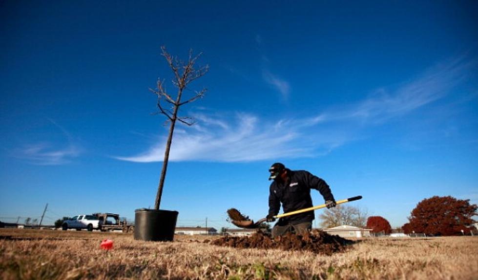 Thanks to a $10,000 Grant, Wessington Springs Will Soon Be Replacing Trees Lost in 2014 Tornado