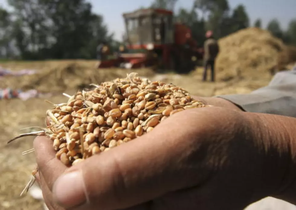 Wheat Harvest Underway in South Dakota