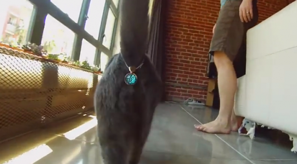 Get the Gear to Cover Their Rear, Twinkle Tush Is the Newest, Hottest Accessory for Cat Owners