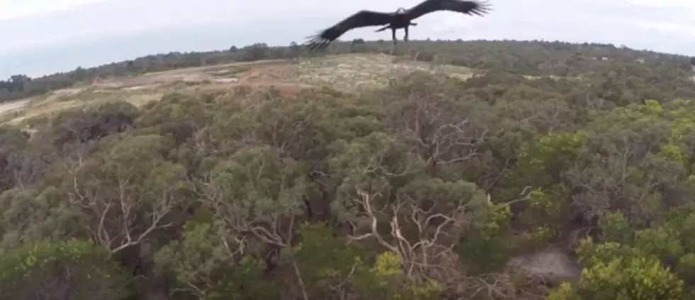 People Aren’t the Only Ones Annoyed by Drones Flying Too Close, Watch How This Eagle Reacts