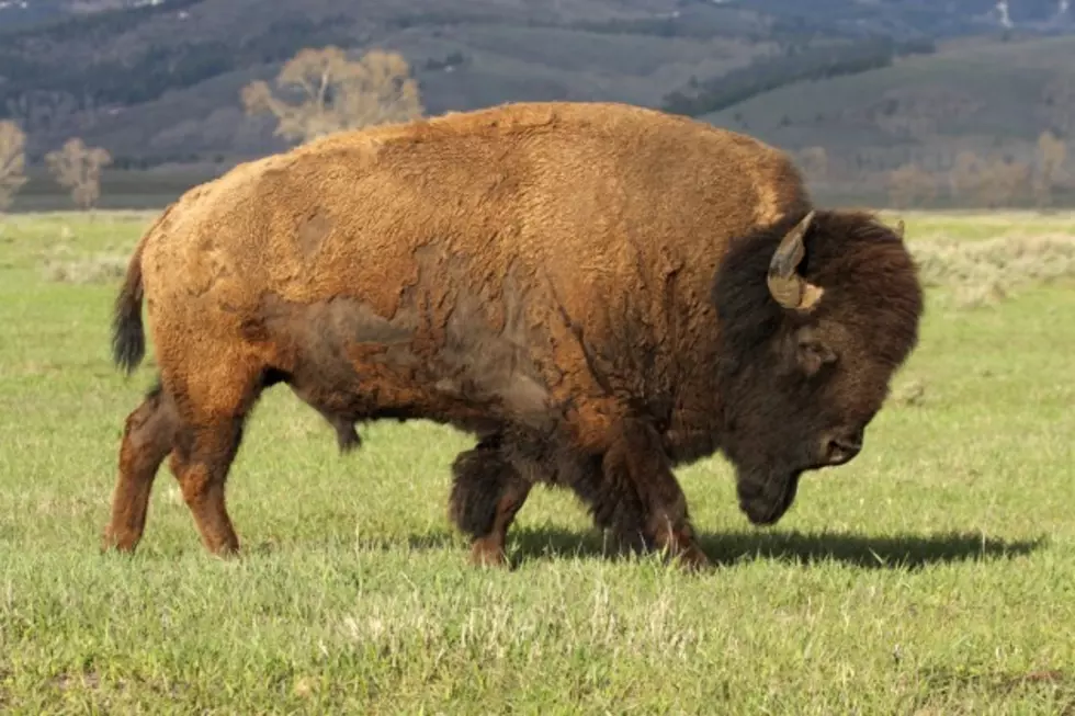 Buffalo Roundup Time in South Dakota