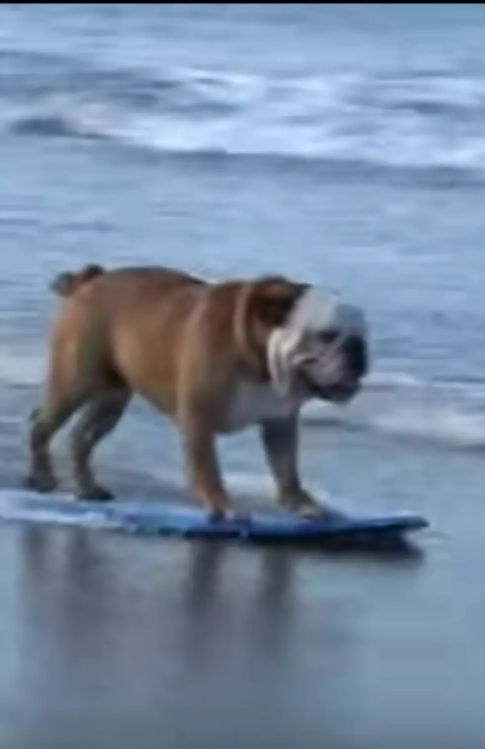RIP Skateboarding Bulldog [VIDEO]