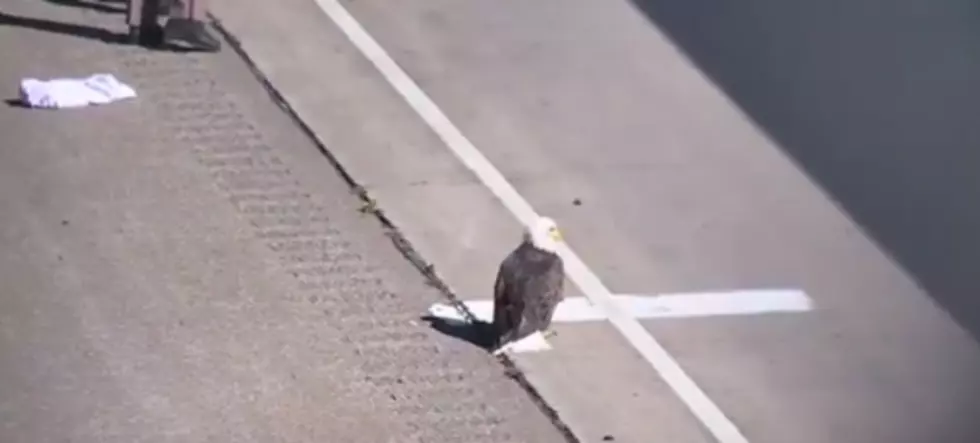 Eagle on the Side of the Road Causes Accidents in Wisconsin