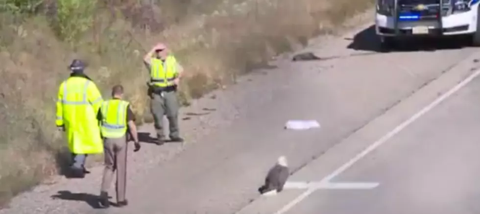 Eagle on the Side of the Road Causes Accidents in Wisconsin