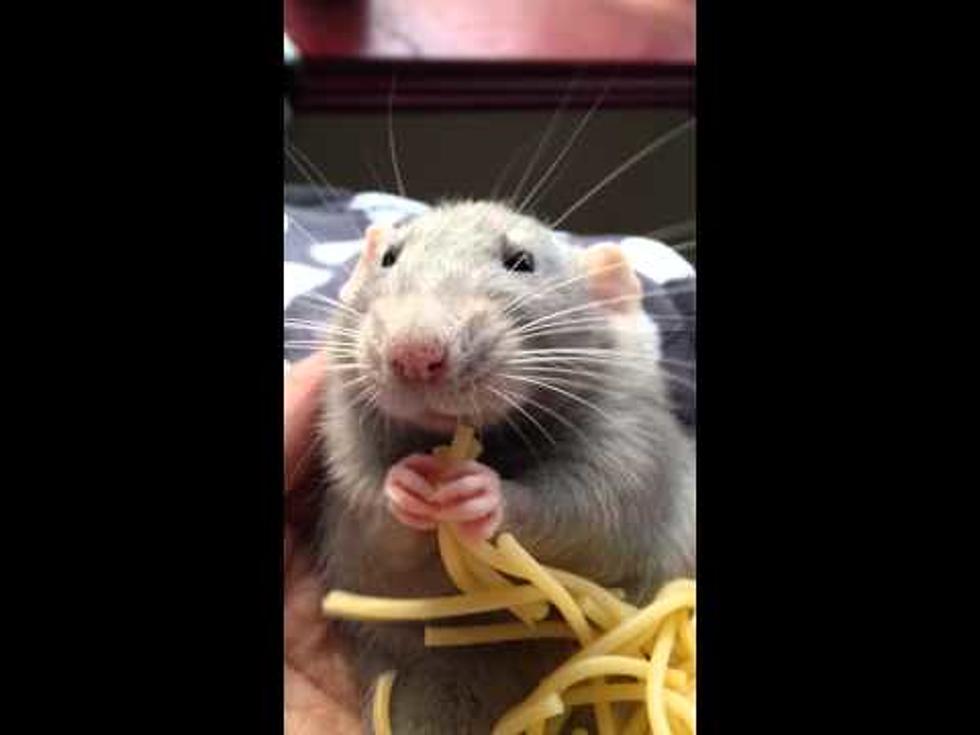 Wanna Watch a Rat Eat Spaghetti? Sure You Do
