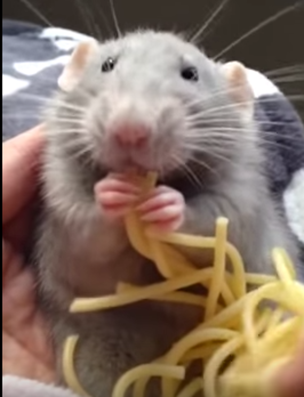 Wanna Watch a Rat Eat Spaghetti? Sure You Do