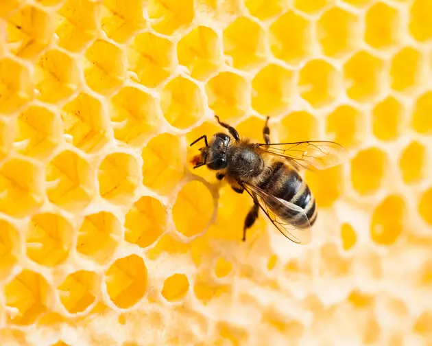 Bees Attack South Dakota Farmer, Kill Family Pet