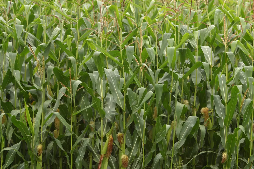 Rain Hampers Corn, soybean Harvests in Eastern South Dakota
