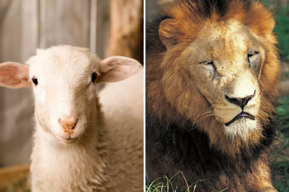 Where Did The Phrase ‘In Like A Lamb, Out Like A Lion’ Come From?