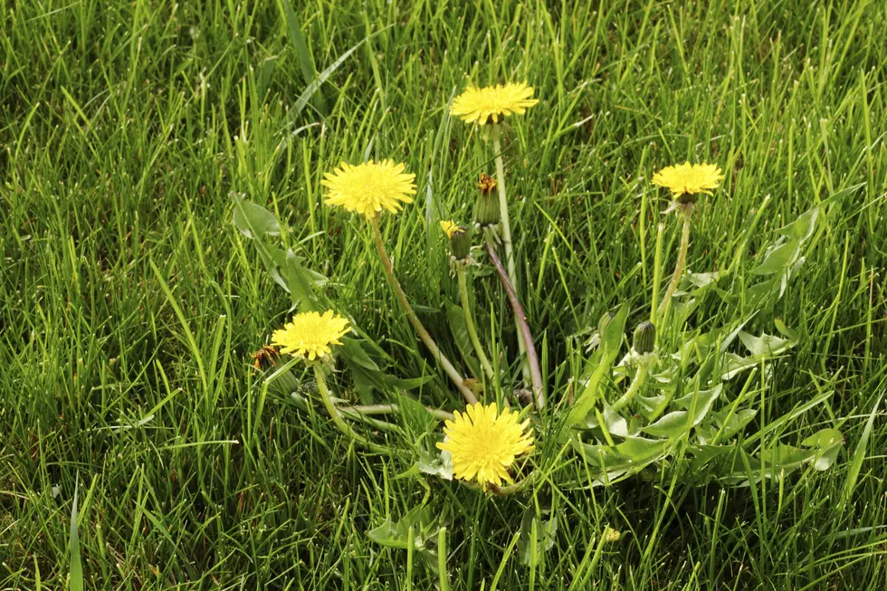 Are Dandelions Weeds or Flowers?