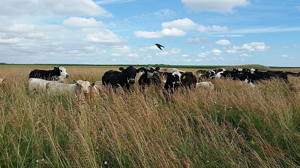 South Dakota’s Cow-Centric Reality: More Cows Than People!