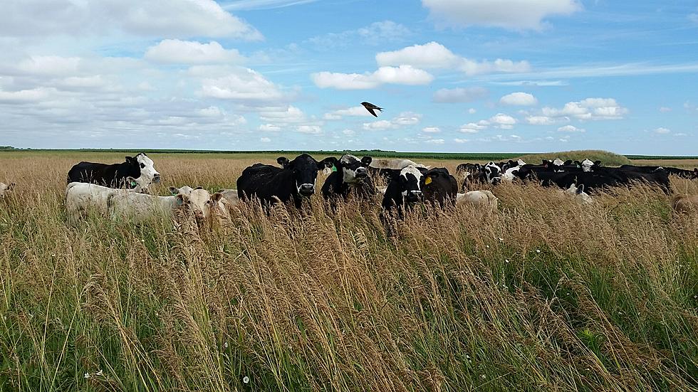 More Cows than People in South Dakota? It&#8217;s Not Even Close