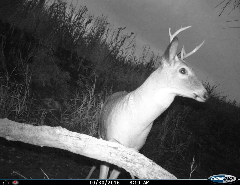 South Dakota Trail Cam Picks Up Nature in Action