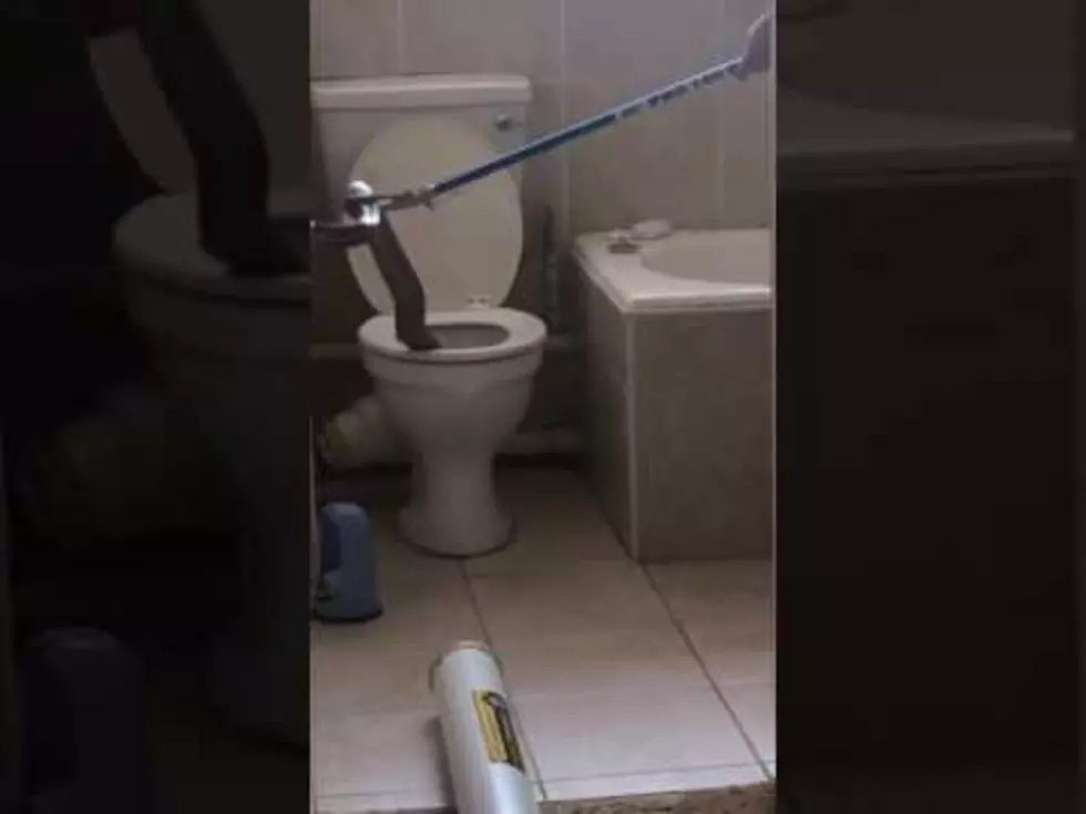 8 ft. Cobra in a Toilet! 