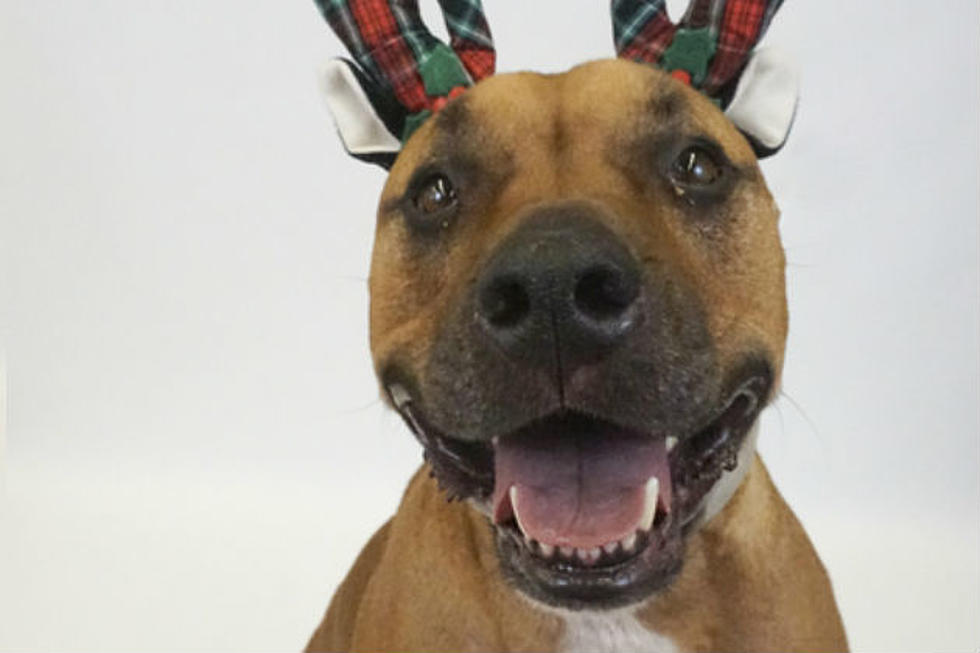 Help Make a Christmas Miracle Happen by Adopting a Pet in Need of a Home