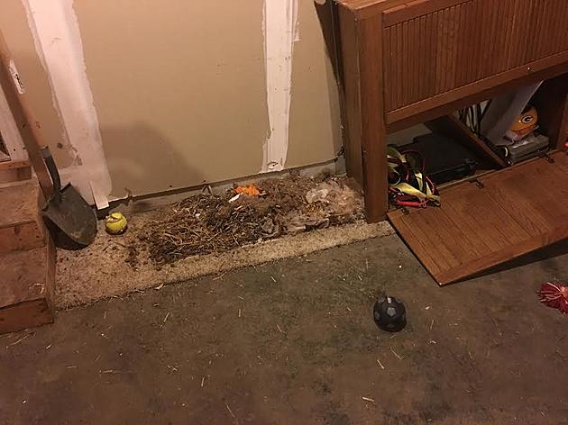 Help! I Have A Large, Elusive, Genius, Fat Rat Living in My Garage.