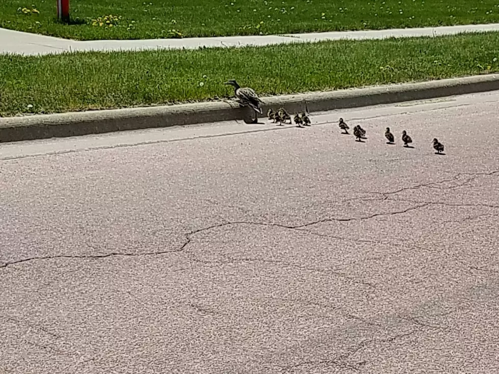 Road Trip: Mama Duck Takes Her Babies on the Road