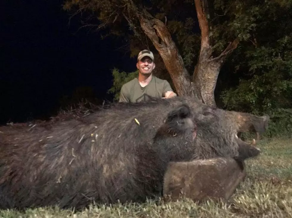 Are My Eyes Seeing Things or was Record Wild Hog Brought Down by Sioux Falls Man?