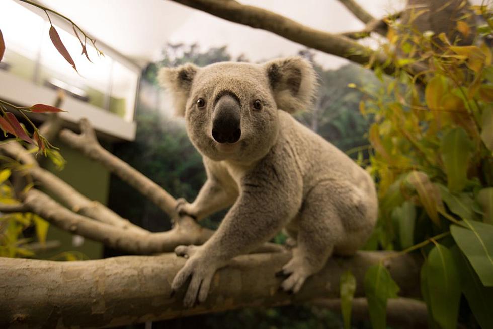 Koalas Make Their Debut at the Great Plains Zoo