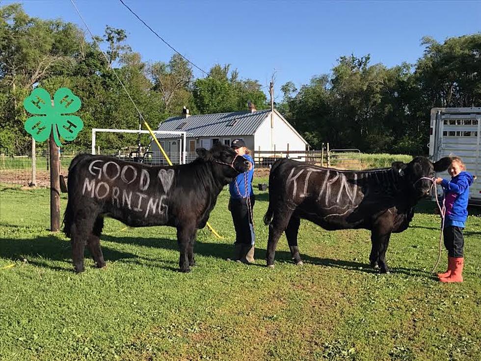Creative Country Music Fans From Parker Decorate Cows