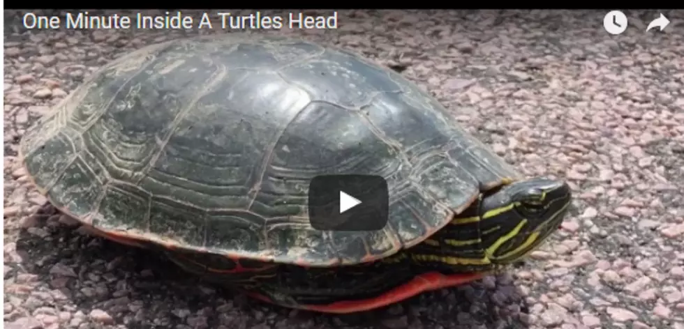 One Minute Inside a Turtles Head