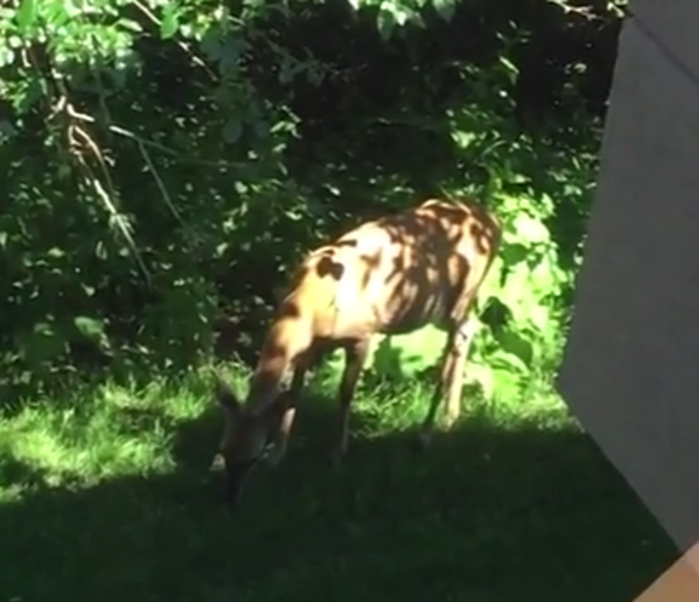 Desk Deer Stand: Watch This Deer Snacking Below My Office Window