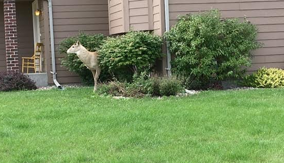 The Bucks are Back! Watch Backyard Deer Grabbing Some Lunch