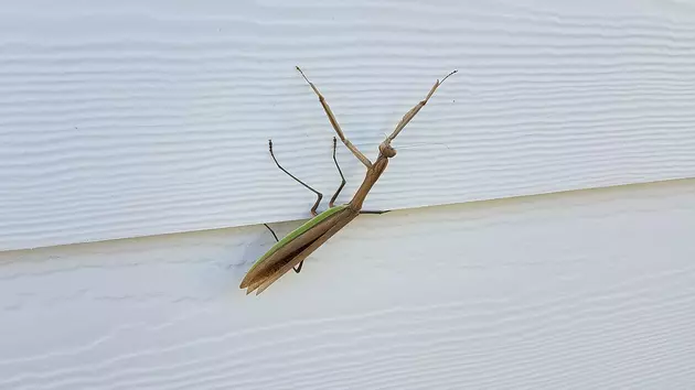 Big Bugs Make Appearance in Sioux Falls